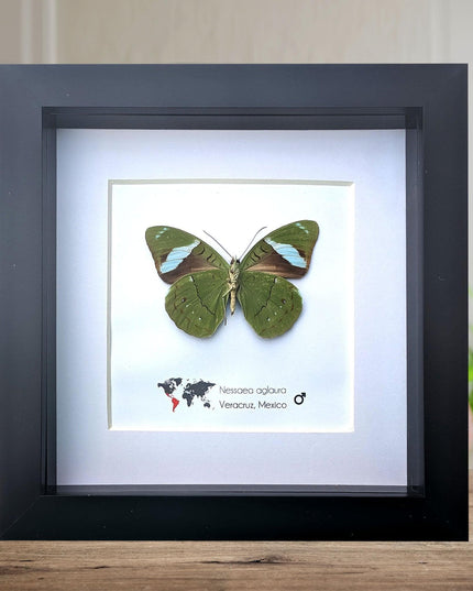 Framed nessaea aglaura butterfly, common olivewing taxidermy, 6x6 entomology wall art