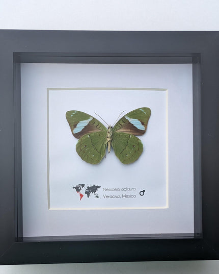Framed nessaea aglaura butterfly, common olivewing taxidermy, 6x6 entomology wall art