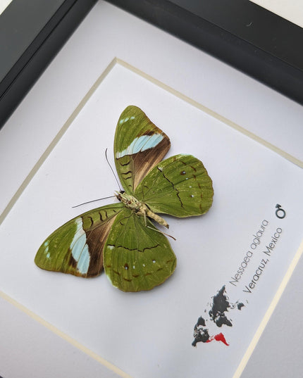 Framed nessaea aglaura butterfly, common olivewing taxidermy, 6x6 entomology wall art