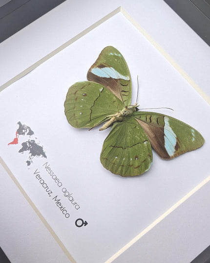 Framed nessaea aglaura butterfly, common olivewing taxidermy, 6x6 entomology wall art