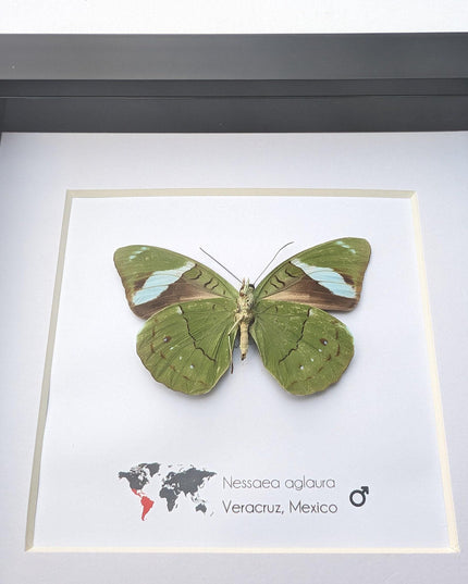 Framed nessaea aglaura butterfly, common olivewing taxidermy, 6x6 entomology wall art