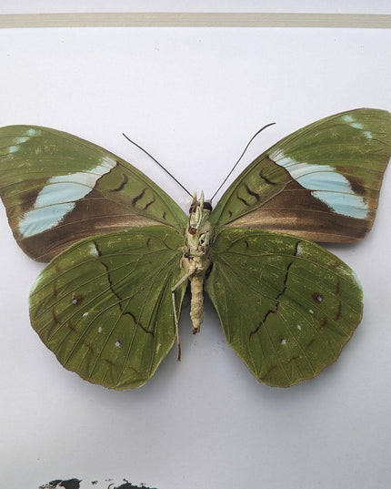 Framed nessaea aglaura butterfly, common olivewing taxidermy, 6x6 entomology wall art