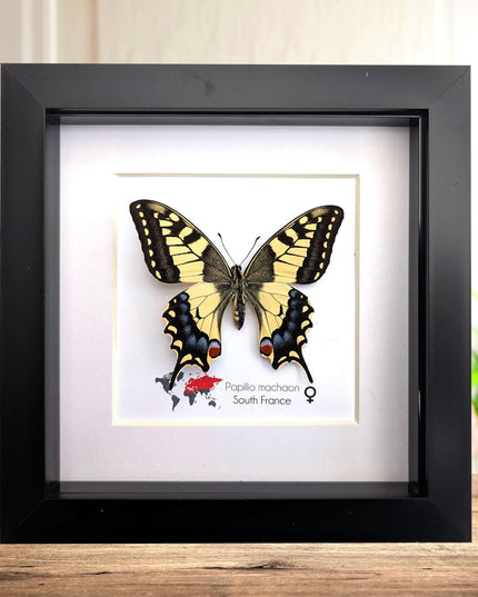 Framed taxidermy butterfly, papilio machaon, entomology home decor