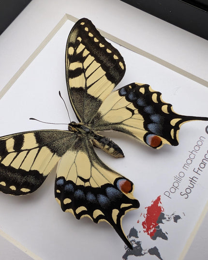 Framed taxidermy butterfly, papilio machaon, entomology home decor