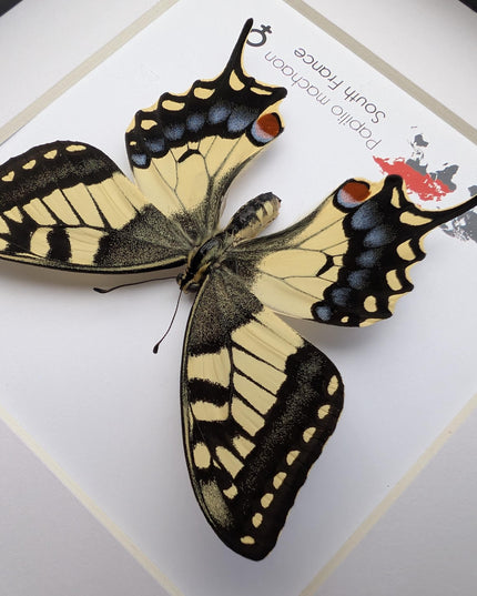 Framed taxidermy butterfly, papilio machaon, entomology home decor