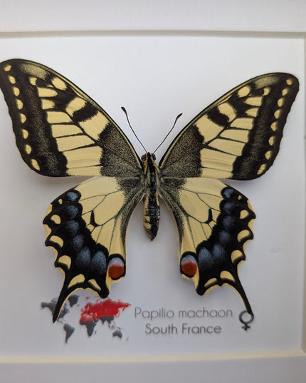 Framed taxidermy butterfly, papilio machaon, entomology home decor