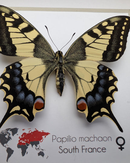 Framed taxidermy butterfly, papilio machaon, entomology home decor