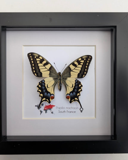 Framed taxidermy butterfly, papilio machaon, entomology home decor
