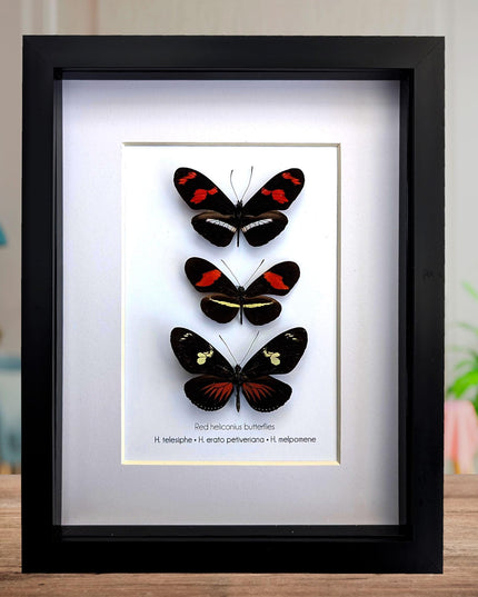 Red longwing butterfly taxidermy set, entomology wall decor (8x10 frame)