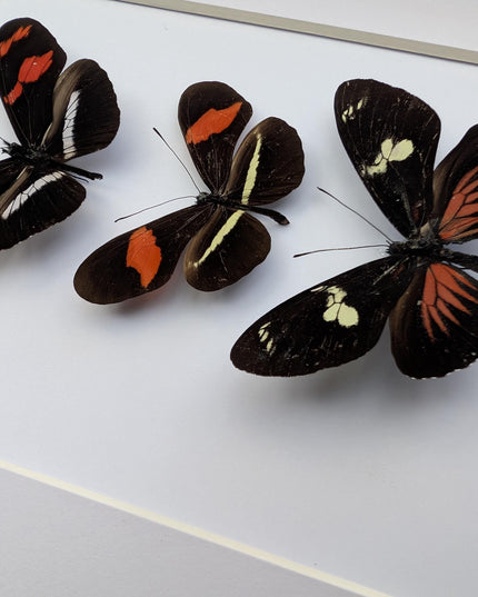 Red longwing butterfly taxidermy set, entomology wall decor (8x10 frame)
