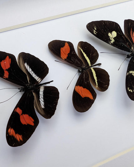 Red longwing butterfly taxidermy set, entomology wall decor (8x10 frame)