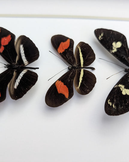 Red longwing butterfly taxidermy set, entomology wall decor (8x10 frame)