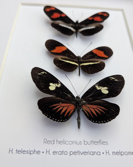 Red longwing butterfly taxidermy set, entomology wall decor (8x10 frame)