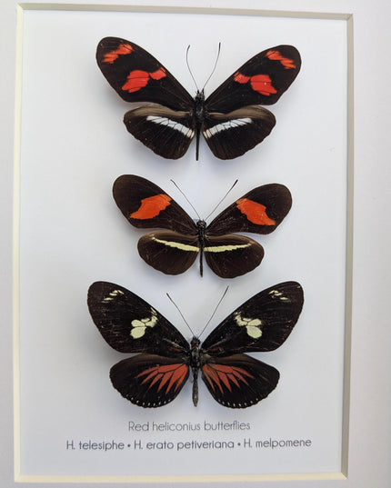 Red longwing butterfly taxidermy set, entomology wall decor (8x10 frame)