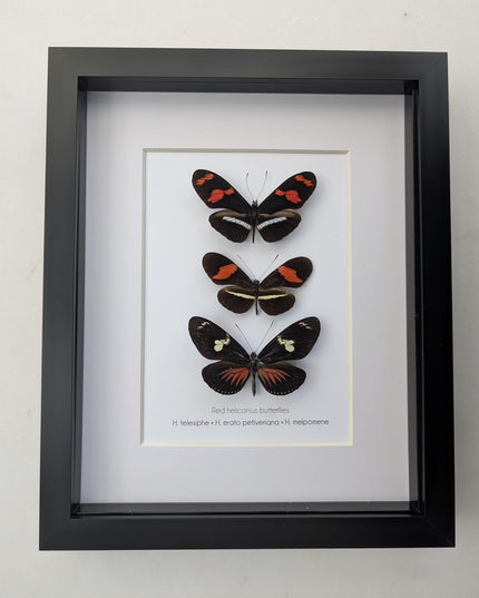 Red longwing butterfly taxidermy set, entomology wall decor (8x10 frame)