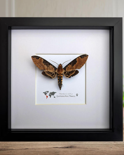 Framed Manduca Ochus Moth Display, Taxidermy Insect, Entomology Gift