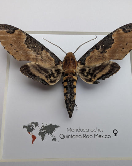 Framed Manduca Ochus Moth Display, Taxidermy Insect, Entomology Gift