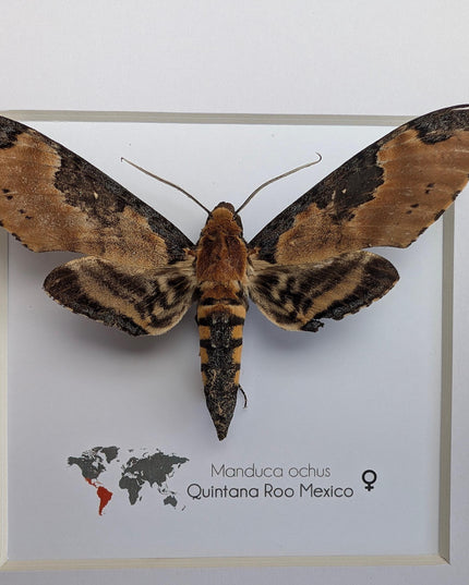Framed Manduca Ochus Moth Display, Taxidermy Insect, Entomology Gift
