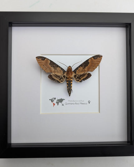 Framed Manduca Ochus Moth Display, Taxidermy Insect, Entomology Gift