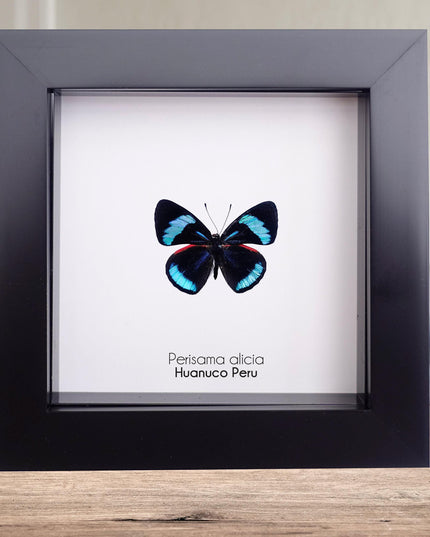 Perisama alicia, butterfly taxidermy from peru, frame 4" x 4"