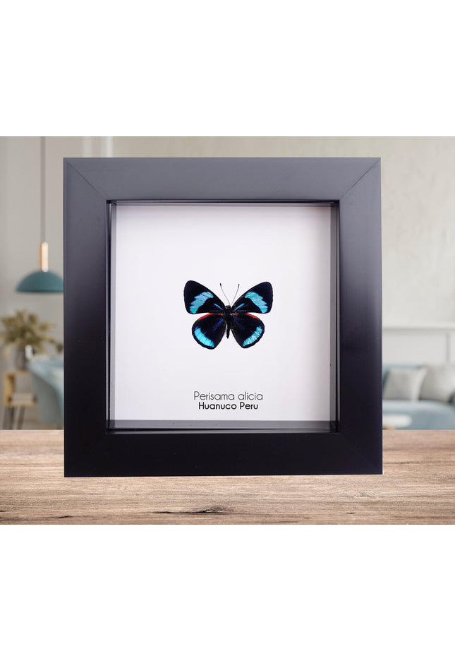 Perisama alicia, butterfly taxidermy from peru, frame 4" x 4"