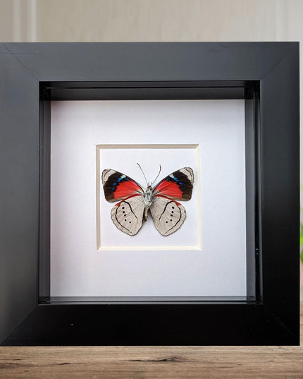 Perisama alicia, butterfly taxidermy from peru, front side, frame 4" x 4"