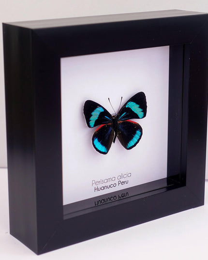 Perisama alicia, butterfly taxidermy from peru, frame 4" x 4"