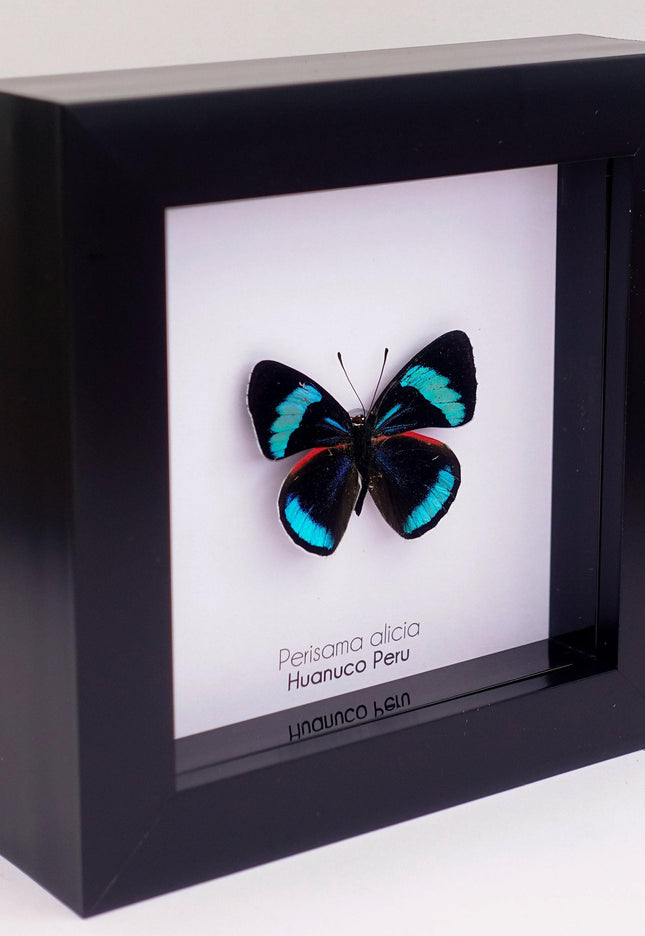 Perisama alicia, butterfly taxidermy from peru, frame 4" x 4"