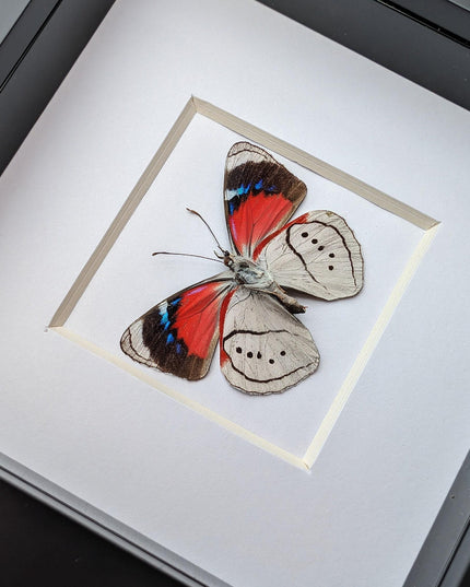 Perisama alicia, butterfly taxidermy from peru, front side, frame 4" x 4"