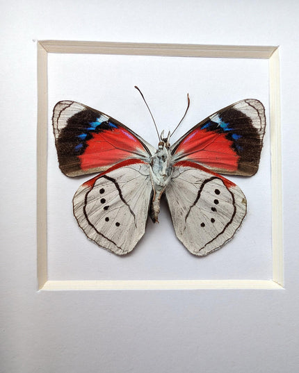 Perisama alicia, butterfly taxidermy from peru, front side, frame 4" x 4"