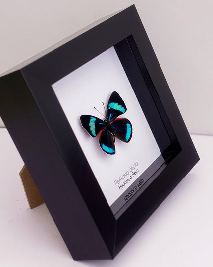 Perisama alicia, butterfly taxidermy from peru, frame 4" x 4"