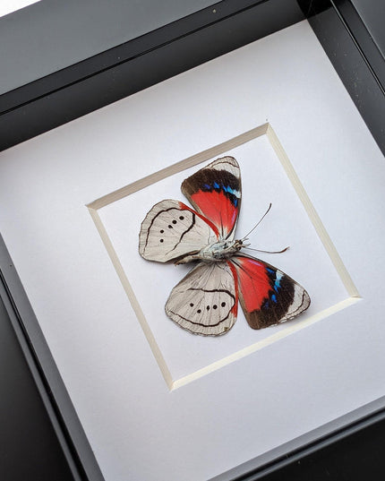 Perisama alicia, butterfly taxidermy from peru, front side, frame 4" x 4"