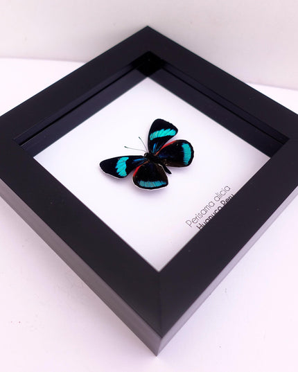 Perisama alicia, butterfly taxidermy from peru, frame 4" x 4"