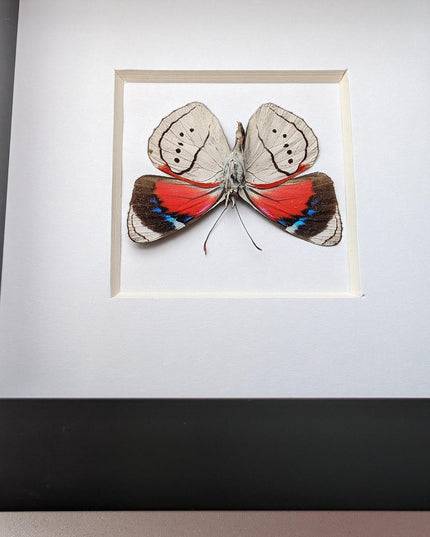 Perisama alicia, butterfly taxidermy from peru, front side, frame 4" x 4"