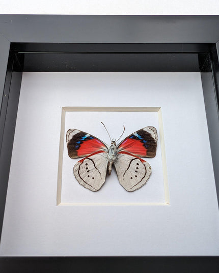 Perisama alicia, butterfly taxidermy from peru, front side, frame 4" x 4"