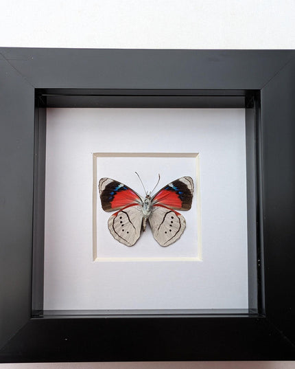 Perisama alicia, butterfly taxidermy from peru, front side, frame 4" x 4"