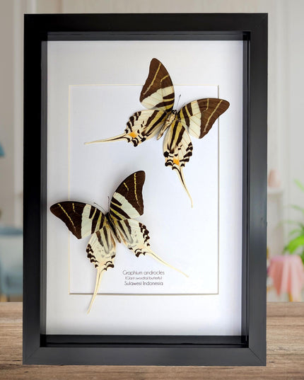 Graphium androcles pair, Androcles Swallowtail, wall decor, ethically sourced, nature art, taxidermy, A4