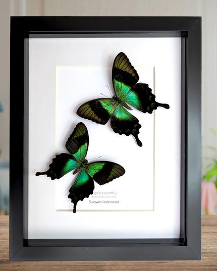 Framed Papilio peranthus Set two Swallowtail Butterfly Taxidermy: Ethically Sourced Entomology Display, A4