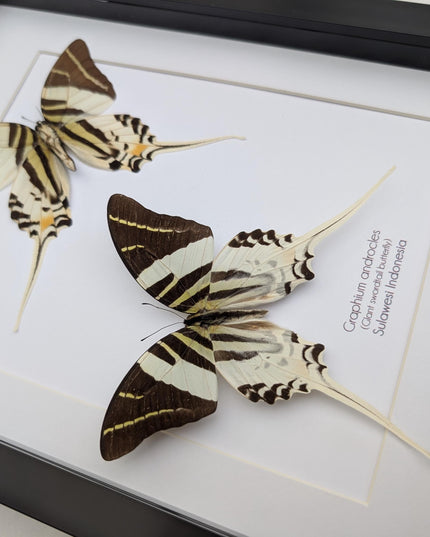 Graphium androcles pair, Androcles Swallowtail, wall decor, ethically sourced, nature art, taxidermy, A4