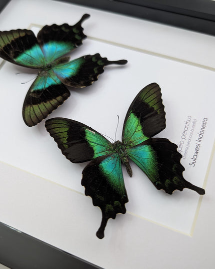 Framed Papilio peranthus Set two Swallowtail Butterfly Taxidermy: Ethically Sourced Entomology Display, A4