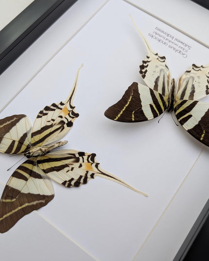 Graphium androcles pair, Androcles Swallowtail, wall decor, ethically sourced, nature art, taxidermy, A4