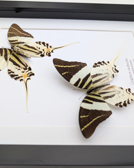Graphium androcles pair, Androcles Swallowtail, wall decor, ethically sourced, nature art, taxidermy, A4
