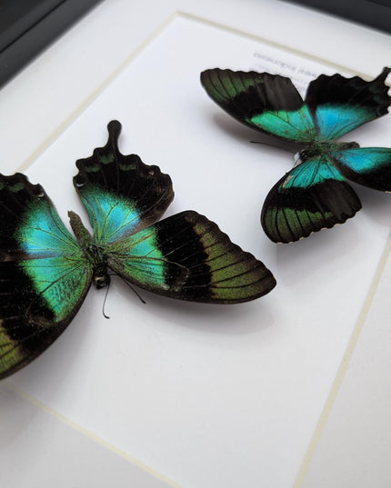 Framed Papilio peranthus Set two Swallowtail Butterfly Taxidermy: Ethically Sourced Entomology Display, A4