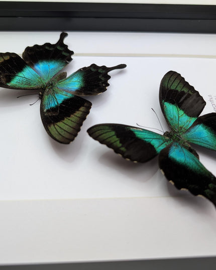 Framed Papilio peranthus Set two Swallowtail Butterfly Taxidermy: Ethically Sourced Entomology Display, A4