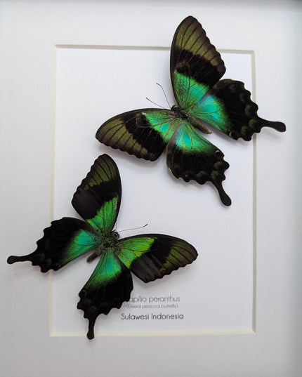 Framed Papilio peranthus Set two Swallowtail Butterfly Taxidermy: Ethically Sourced Entomology Display, A4
