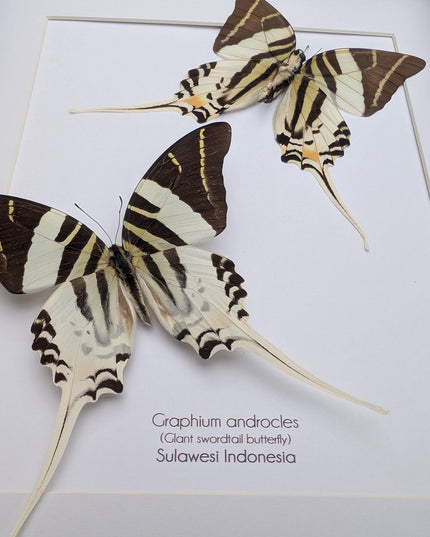 Graphium androcles pair, Androcles Swallowtail, wall decor, ethically sourced, nature art, taxidermy, A4