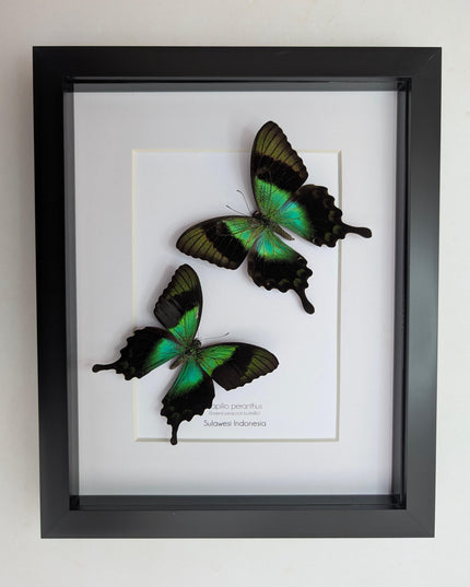 Framed Papilio peranthus Set two Swallowtail Butterfly Taxidermy: Ethically Sourced Entomology Display, A4