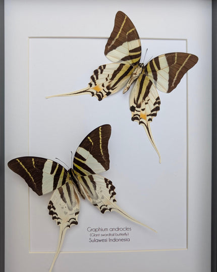 Graphium androcles pair, Androcles Swallowtail, wall decor, ethically sourced, nature art, taxidermy, A4