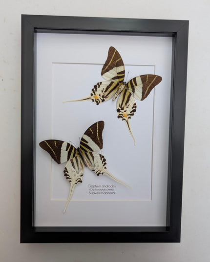 Graphium androcles pair, Androcles Swallowtail, wall decor, ethically sourced, nature art, taxidermy, A4