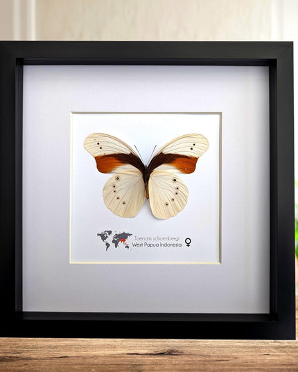 Rare female schoenberg's owl butterfly: cream & orange entomology art (10x10)